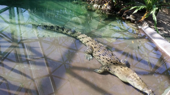 Salt-water crocodile