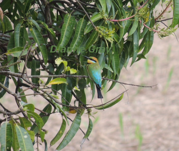 One Rainbow Bee-eater1