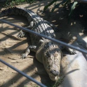 Crocodile2