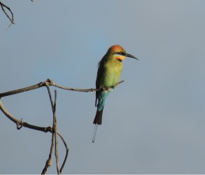 Rainbow Bee-eater2