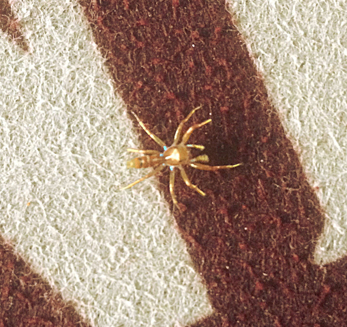 Gold Spider1